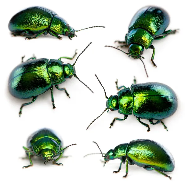 Composición de los escarabajos de la hoja, Chrysomelinae, delante del fondo blanco — Foto de Stock