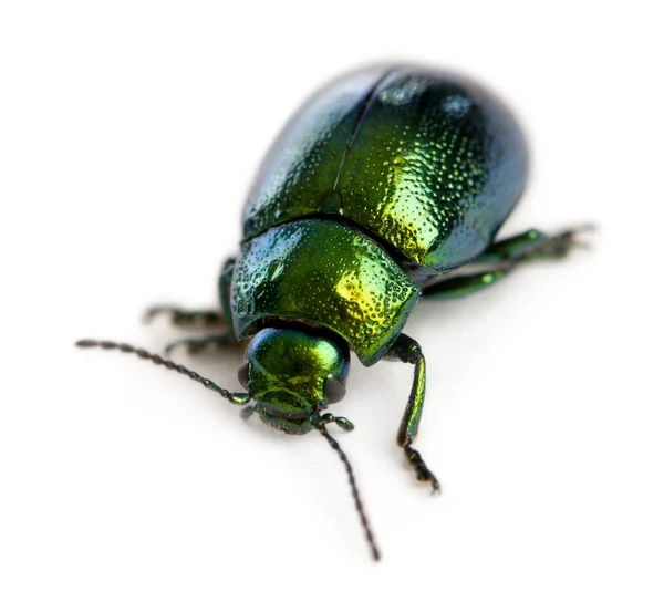 Leaf beetle, Chrysomelinae, in front of white background — Stock Photo, Image
