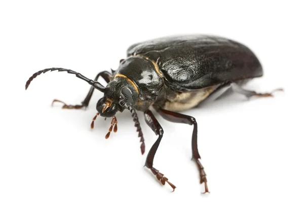 Tanner o sawyer, una especie de escarabajo de cuerno largo, Prionus coriarius, frente al fondo blanco —  Fotos de Stock