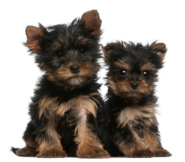Yorkshire Terrier puppies, 8 weeks old, in front of white background — Stock Fotó