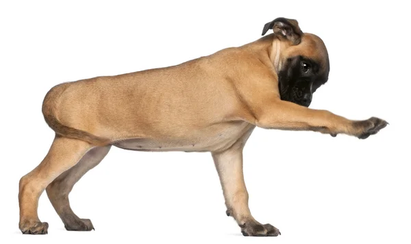 Boxer cucciolo, 8 settimane, dando la zampa davanti a sfondo bianco — Foto Stock