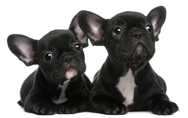 Due cuccioli di Bulldogs francesi, di 8 settimane, davanti a uno sfondo bianco — Foto Stock