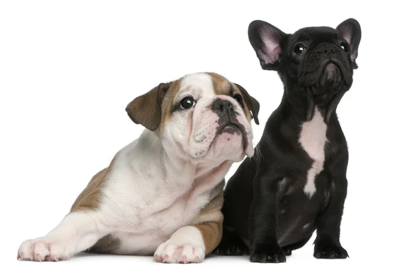 French Bulldog puppy and English Bulldog puppy, 8 weeks old, looking up in front of white background — Stock Photo, Image