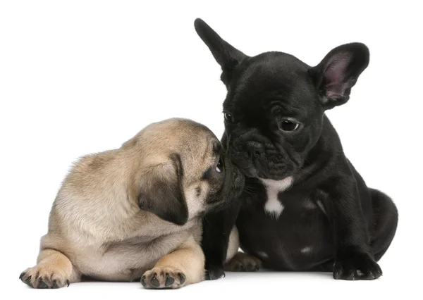 Pug puppy snuiven een Franse bulldog puppy, 8 weken oud, voor witte achtergrond — Stockfoto