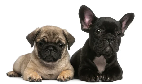 Pug puppy and French Bulldog puppy, 8 weeks old, in front of white background — 스톡 사진
