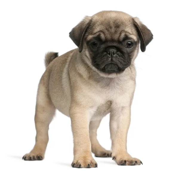 Pug, 8 weeks old, standing in front of white background — Stock Photo, Image