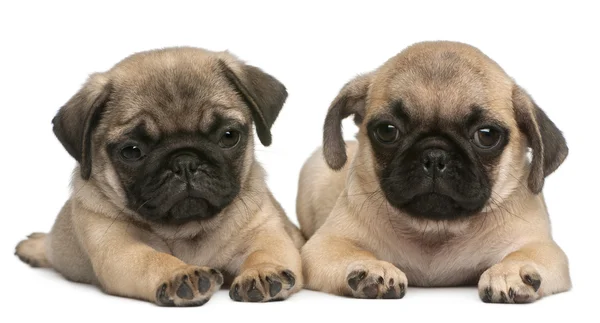 Two Pug puppies, 8 weeks old, in front of white background — Stock Photo, Image