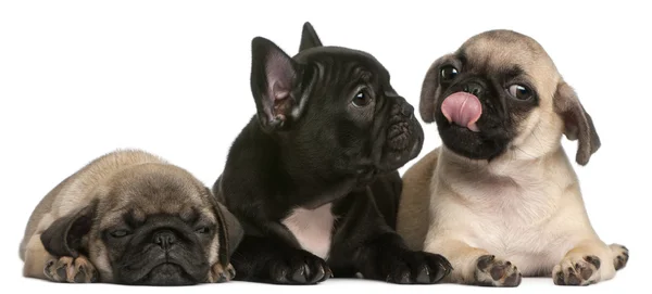 Cachorro Bulldog francés entre dos cachorros Pug, de 8 semanas de edad, frente a fondo blanco — Foto de Stock