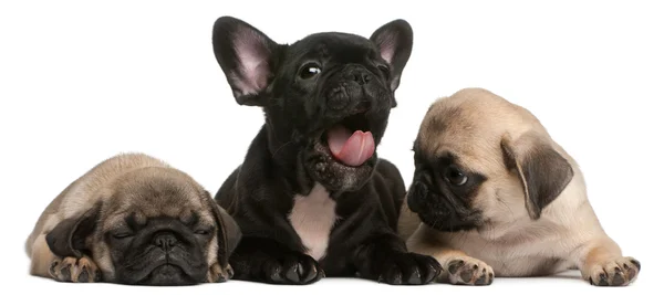 Французский бульдог щенок зевает между двумя щенками мопса, 8 недель, перед белым фоном — стоковое фото