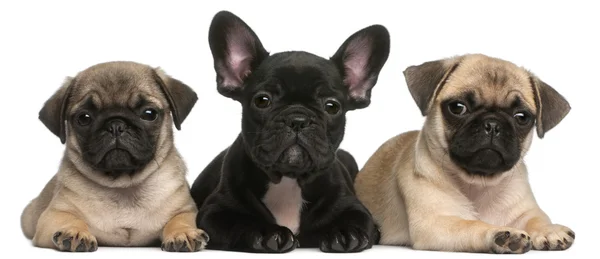 Французский щенок бульдога между двумя щенками мопса, 8 недель, на белом фоне — стоковое фото