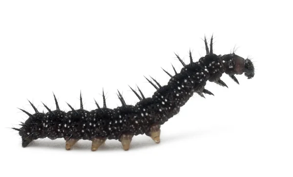 Caterpillar of a Peacock butterfly, Inachis io, in front of white background — Stock Photo, Image