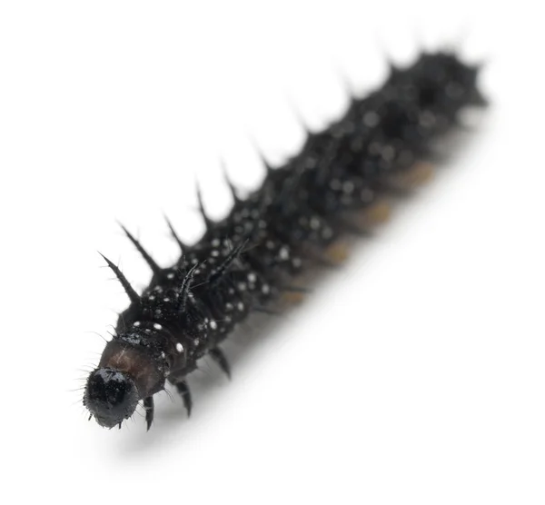 Caterpillar of a Peacock butterfly, Inachis io, in front of white background — Stock Photo, Image