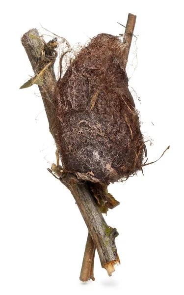 Cocoon of a Giant peacock moth in front of white background — 스톡 사진