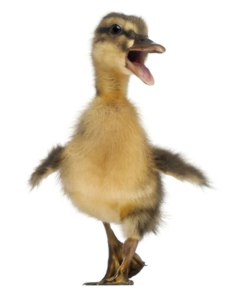 Mallard o pato salvaje, Anas platyrhynchos, de 3 semanas de edad, frente al fondo blanco — Foto de Stock
