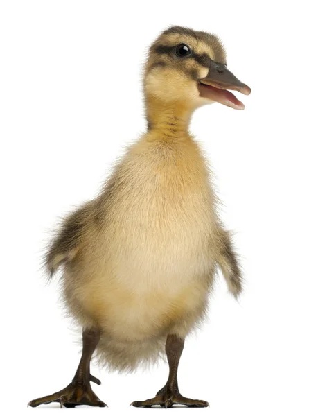 Mallard o pato salvaje, Anas platyrhynchos, de 3 semanas de edad, frente al fondo blanco —  Fotos de Stock