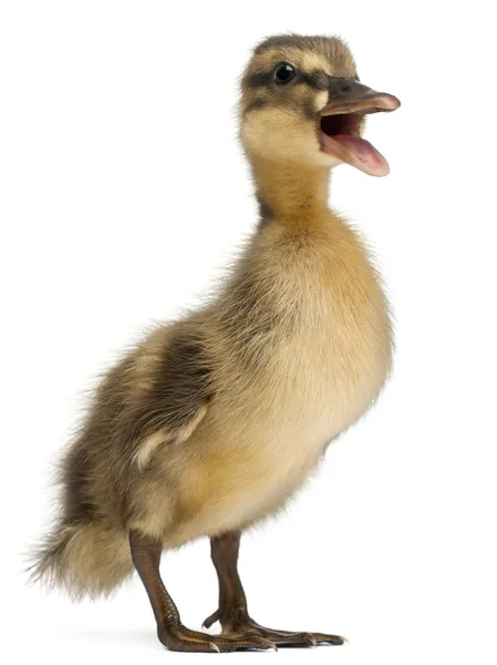 Mallard o pato salvaje, Anas platyrhynchos, de 3 semanas de edad, frente al fondo blanco —  Fotos de Stock
