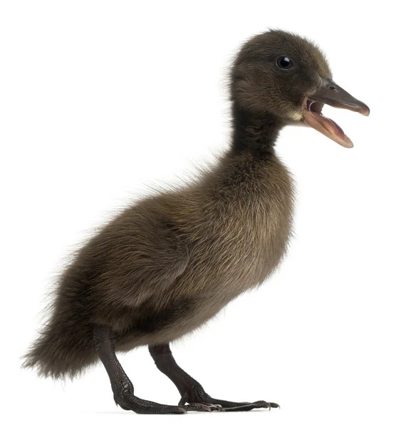 Mallard negro o pato salvaje, Anas platyrhynchos, 3 semanas de edad, delante de fondo blanco — Foto de Stock