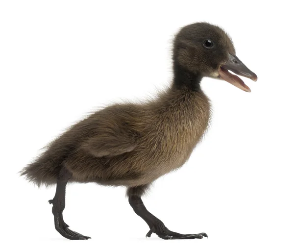 Black Mallard or wild duck, Anas platyrhynchos, 3 weeks old, in front of white background — 스톡 사진
