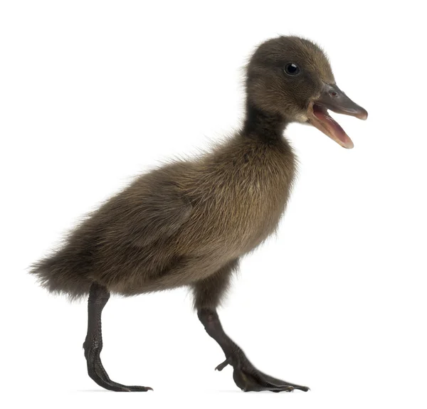 Mallard negro o pato salvaje, Anas platyrhynchos, 3 semanas de edad, delante de fondo blanco — Foto de Stock
