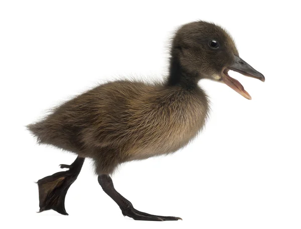 Svart gräsand eller wild duck, anas platyrhynchos, 3 veckor gammal, framför vit bakgrund — Stockfoto