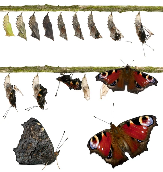 Composite de papillon paon, Inachis io, émergeant de sa chrysalide devant fond blanc — Photo