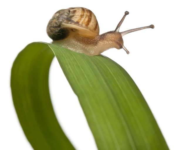 stock image Garden snail on leaf, Helix aspersa, in front of white background