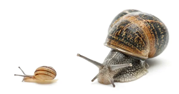 Garden snail with its baby in front of white background — Stock Photo, Image