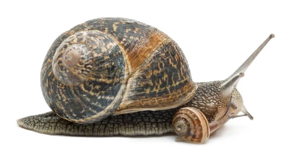 Garden snail with its baby in front of white background — Stock Photo, Image