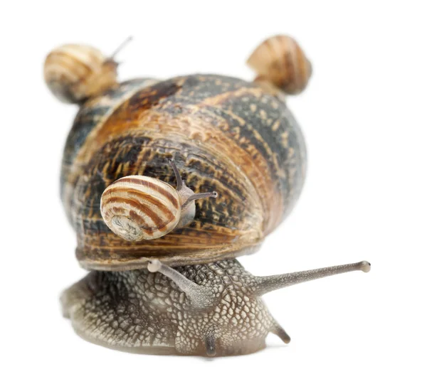 庭园蜗牛与它其壳在白色背景上的孩子 — 图库照片