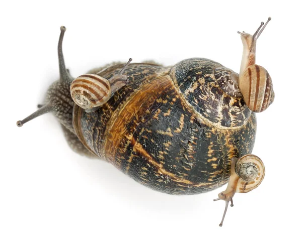 Ogrodowa ślimak z jego dzieci na jego powłoki przed białym tle — Zdjęcie stockowe