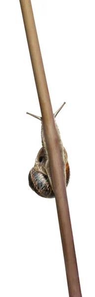 Ślimak ogrodowy, Helix aspersa, łodyga wspinaczkowa przed białym tłem — Zdjęcie stockowe