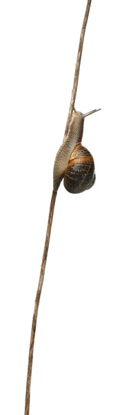菜园蜗牛，石榴属，在白色背景前攀缘 — 图库照片
