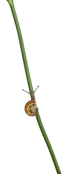 Garden Snail, Helix aspersa, gambo rampicante davanti a fondo bianco — Foto Stock