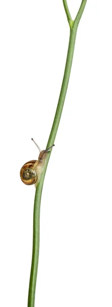 Ślimak ogrodowy, Helix aspersa, łodyga wspinaczkowa przed białym tłem — Zdjęcie stockowe