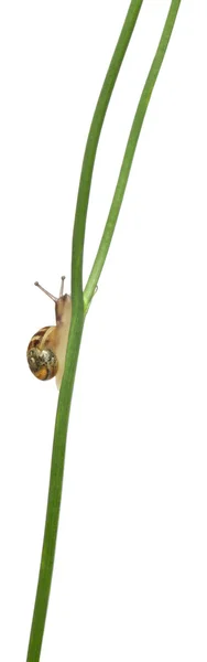 白色的庭园蜗牛或地中海蜗牛，theba pisana，在白色背景前 — 图库照片