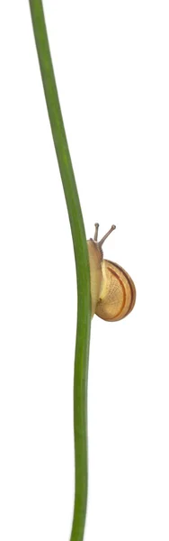 White Garden Snail or Mediterranean snail, Theba pisana, in front of white background — Stock Photo, Image