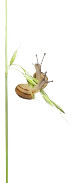 两个白色花园蜗牛或地中海蜗牛，theba pisana，在白色背景前 — 图库照片