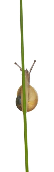 格罗夫蜗牛或布朗唇蜗牛，cepaea nemoralis，没有在白色背景前的黑暗组别 — 图库照片