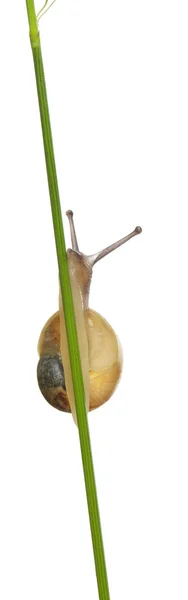 Garden Snail, Helix aspersa, gambo rampicante davanti a fondo bianco — Foto Stock