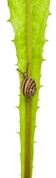 白色的庭园蜗牛或地中海蜗牛，theba pisana，在白色背景前的叶子上 — 图库照片