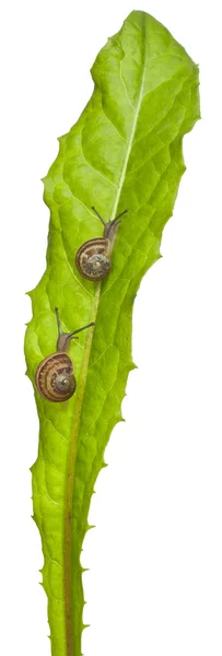 Two White Garden Snails or Mediterranean snail, Theba pisana, in front of white background — Stock Photo, Image