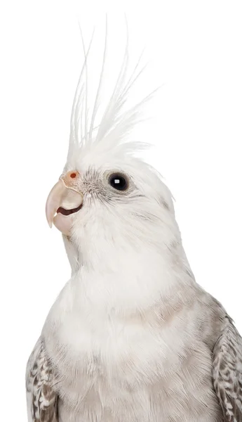 Female Cockatiel, Nymphicus hollandicus, in front of white background — Stock Photo, Image