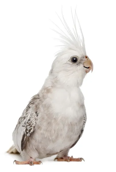 Female Cockatiel, Nymphicus hollandicus, in front of white background — 스톡 사진