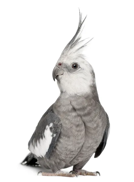 남성 Cockatiel, Nymphicus hollandicus, 흰색 배경 앞 — 스톡 사진