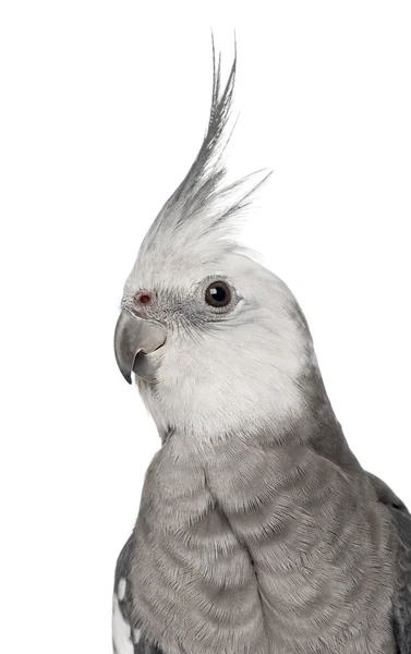 Male Cockatiel, Nymphicus hollandicus, in front of white background — Stock Photo, Image