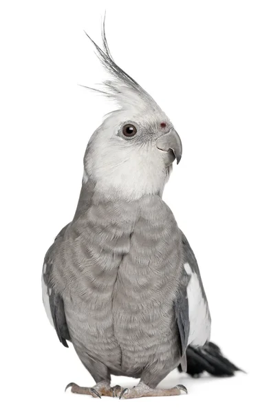 Male Cockatiel, Nymphicus hollandicus, in front of white background — Stock Photo, Image