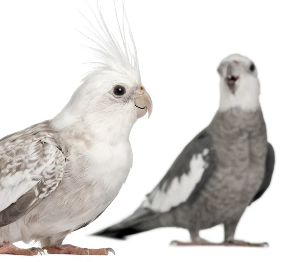 男性和女性的鹦鹉，nymphicus hollandicus，在白色背景前 — 图库照片
