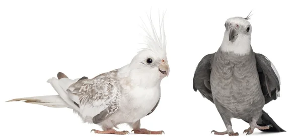 Male and female Cockatiel, Nymphicus hollandicus, in front of white background — Stock Photo, Image