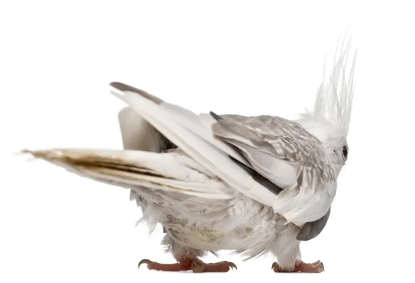 女性鹦鹉，nymphicus hollandicus，在白色背景前 — 图库照片