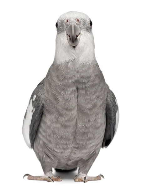 男性オカメインコ、白い背景の前の nymphicus hollandicus — ストック写真